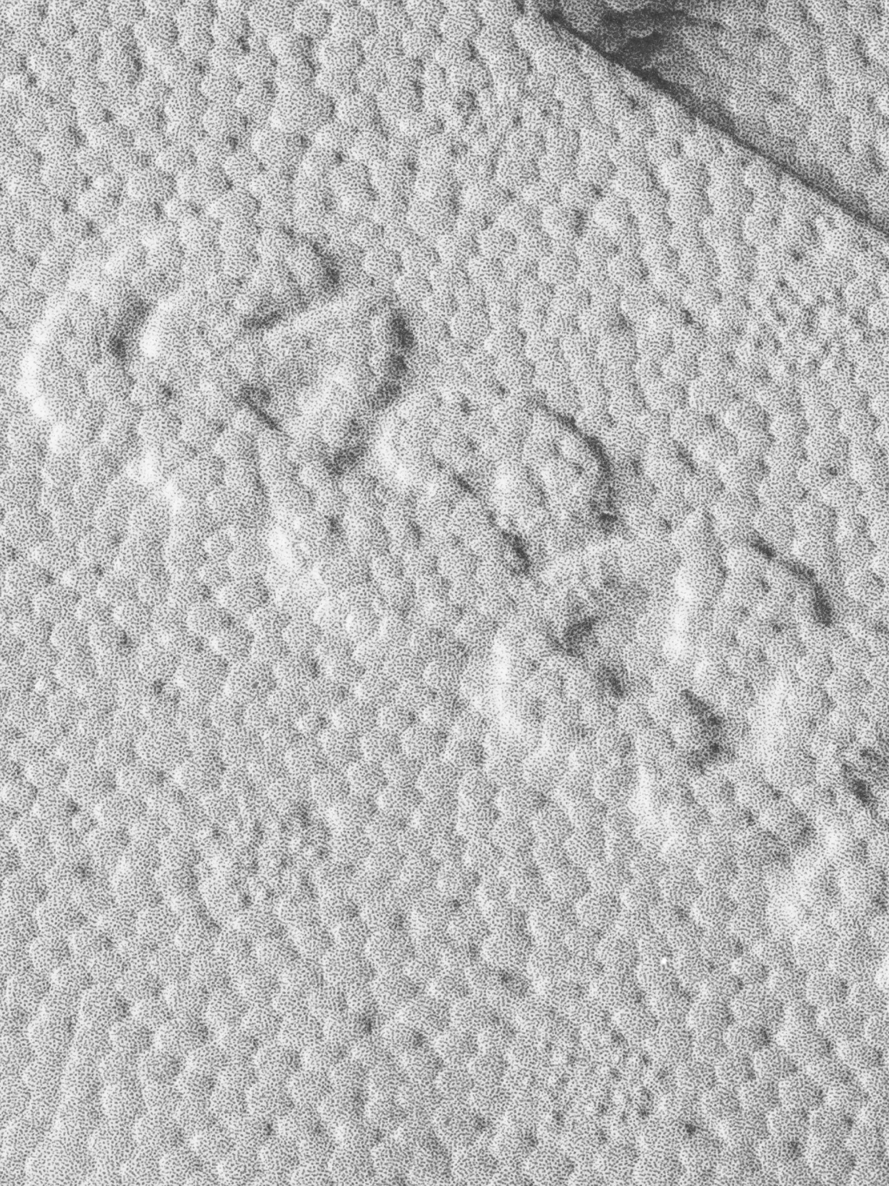 Close-up of the cast's embossed plaster texture